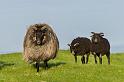 24 schapen